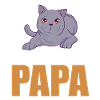 Britisch Kurzhaar Katze