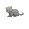 Britisch Kurzhaar Katze