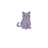 Britisch Kurzhaar Katze