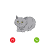 Britisch Kurzhaar Katze