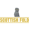 Chat écossais Fold