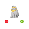 Scottish Fold Katze
