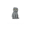 Scottish Fold Katze