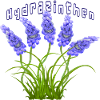 Hydrazinthen - Hydra-Hyazinthen
