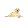Labrador Lover Gifts