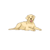 Labrador Lover Gifts