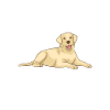 Labrador Lover Gifts