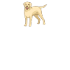 Labrador Lover Gifts