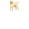 Labrador Lover Gifts