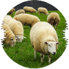 Sheep are ideal landscape conservationists