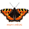 Kleiner Fuchs Schmetterling