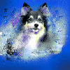 sheltie,Sheltie,dog,graffiti, painting,collie, aqu