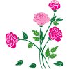 Rosen, Blumen, Garten