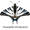 Butterfly butterfly