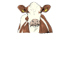 Fleckvieh I