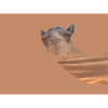Kamel 🐫 Wüste