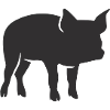 Ferkel