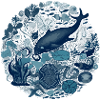 Wonders of the Ocean