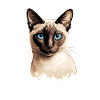 Siamese Cat