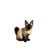 Siamese Cat