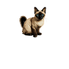 siamese cat