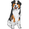 Miniature Australian Shepherd