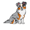 Miniature Australian Shepherd