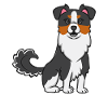 Miniature Australian Shepherd