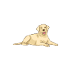 Labrador Lover Gifts