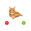 Maine Coon Katze