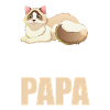 Ragdoll Cat Cat