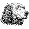 English Setter Portrait sw