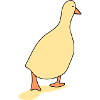 Duck bird 3