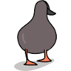 Duck bird