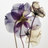 Herbarium af smukke blomster foto