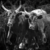 duo toro grunge