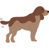 Brown puppy