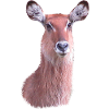 Waterbuck - Antelope - Wildlife in Africa