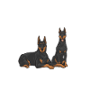 Doberman Pinscher Dog Dobie