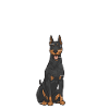 Doberman Pinscher Dog Dobie
