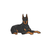 Doberman Pinscher Dog Dobie