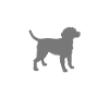 Dog Hund