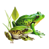 Frösche