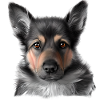 Puppy German Shepherd Dog Owner