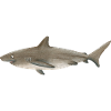 Bronze Shark