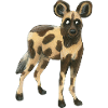 Wild dog