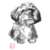 Canis Minor
