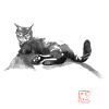 Katze auf der Straße