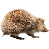 Igel