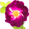 Purple Rose - painting